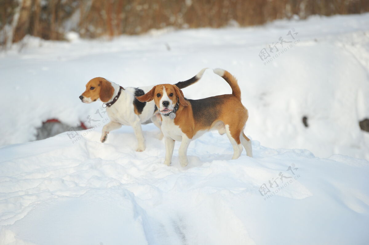 狗冬季户外 比格犬品种的狗在雪地里玩耍鼻子圣诞节小猎犬