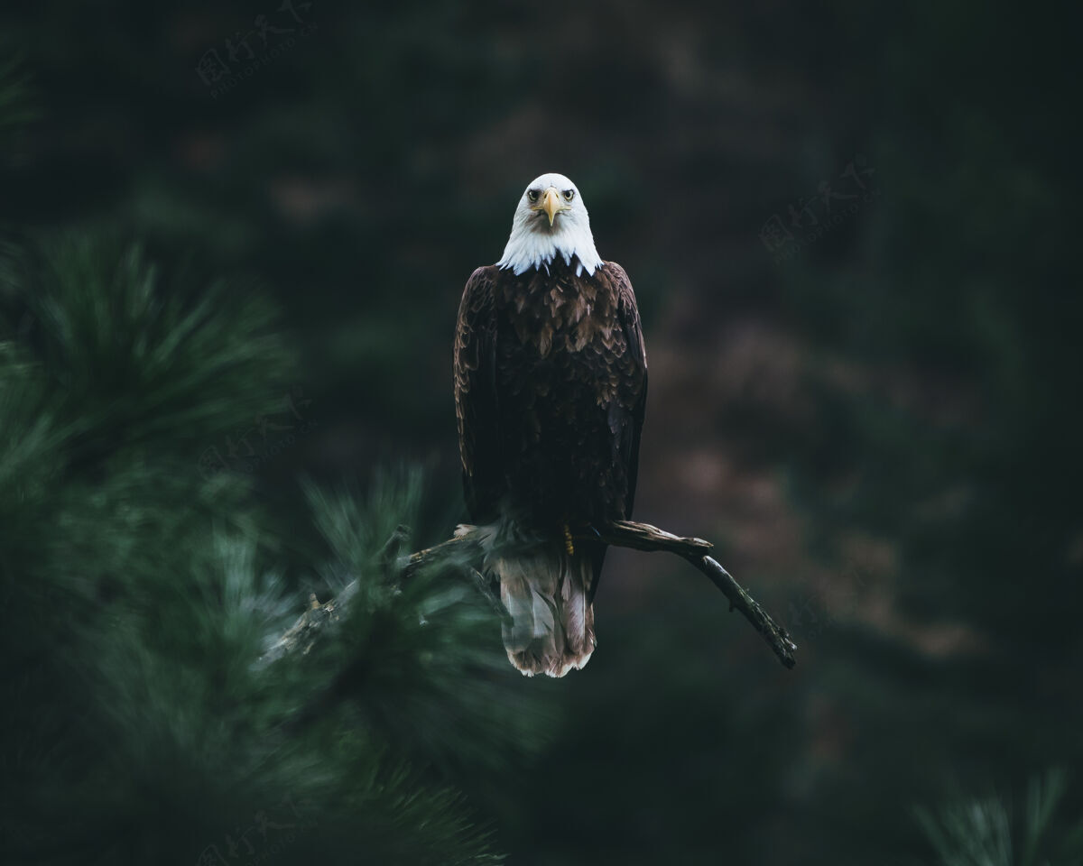 动物秃鹰在树枝上寻找猎物特写自然眼睛