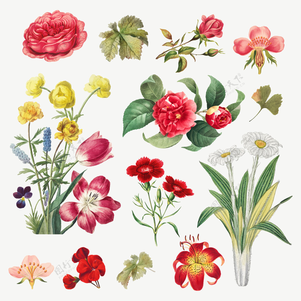 植物学复古花卉植物插图集手绘花设置