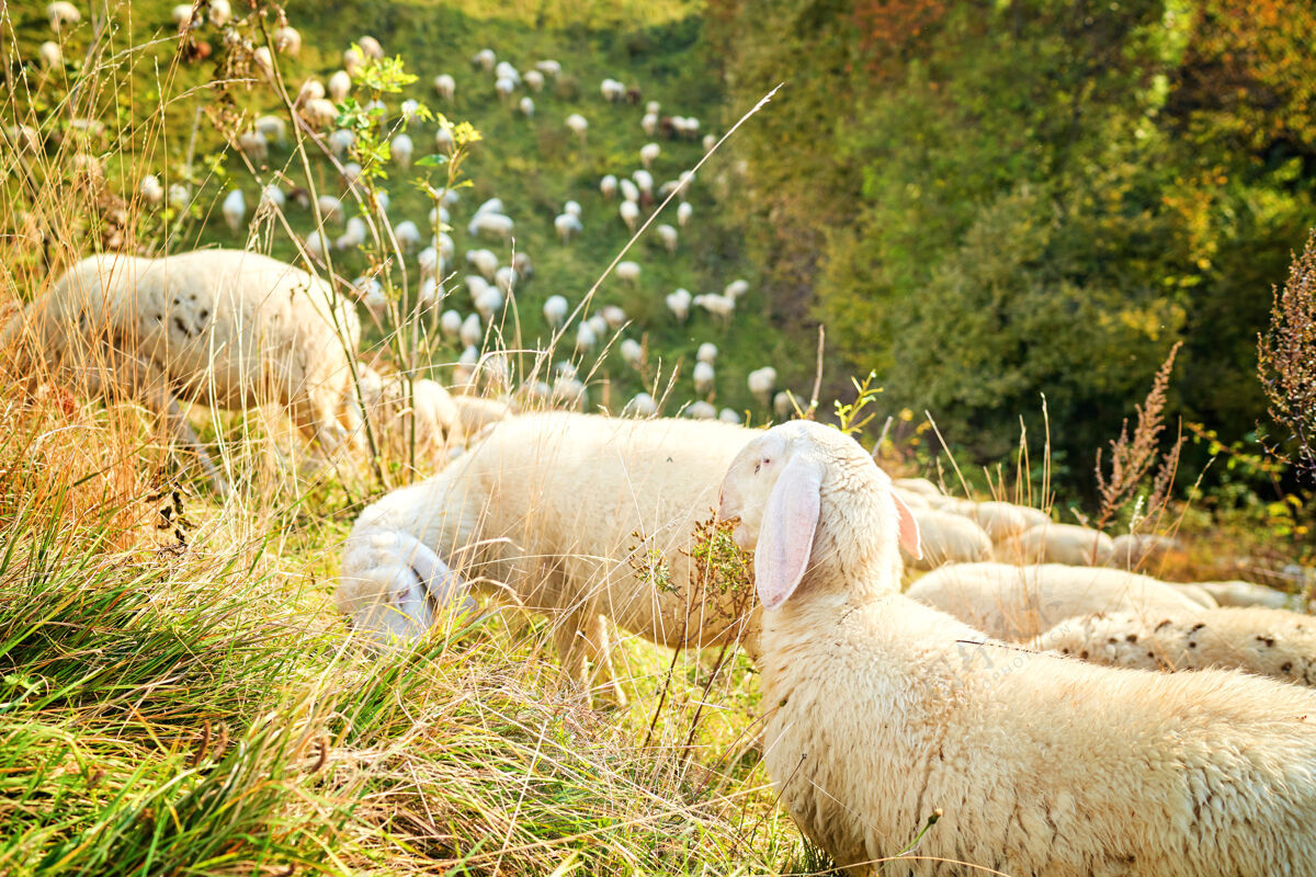 田野泰克塞尔杂交母羊 秋天郁郁葱葱的草地上的母羊农场牲畜羊群