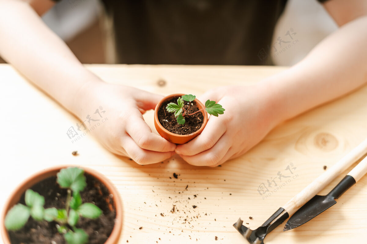 园艺儿童园丁盆栽植物持有男孩土壤