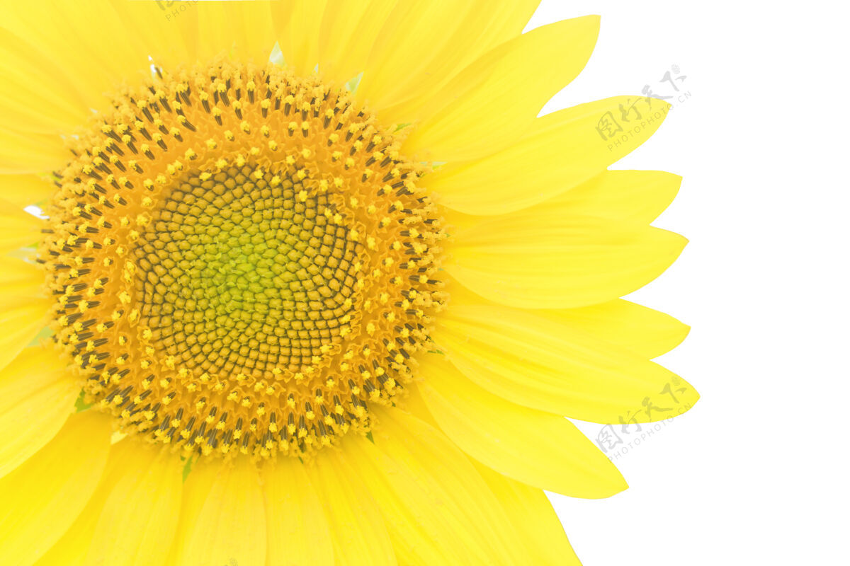 花瓣美丽的黄色向日葵特写白色隔离背景.copy空间美丽生长开花