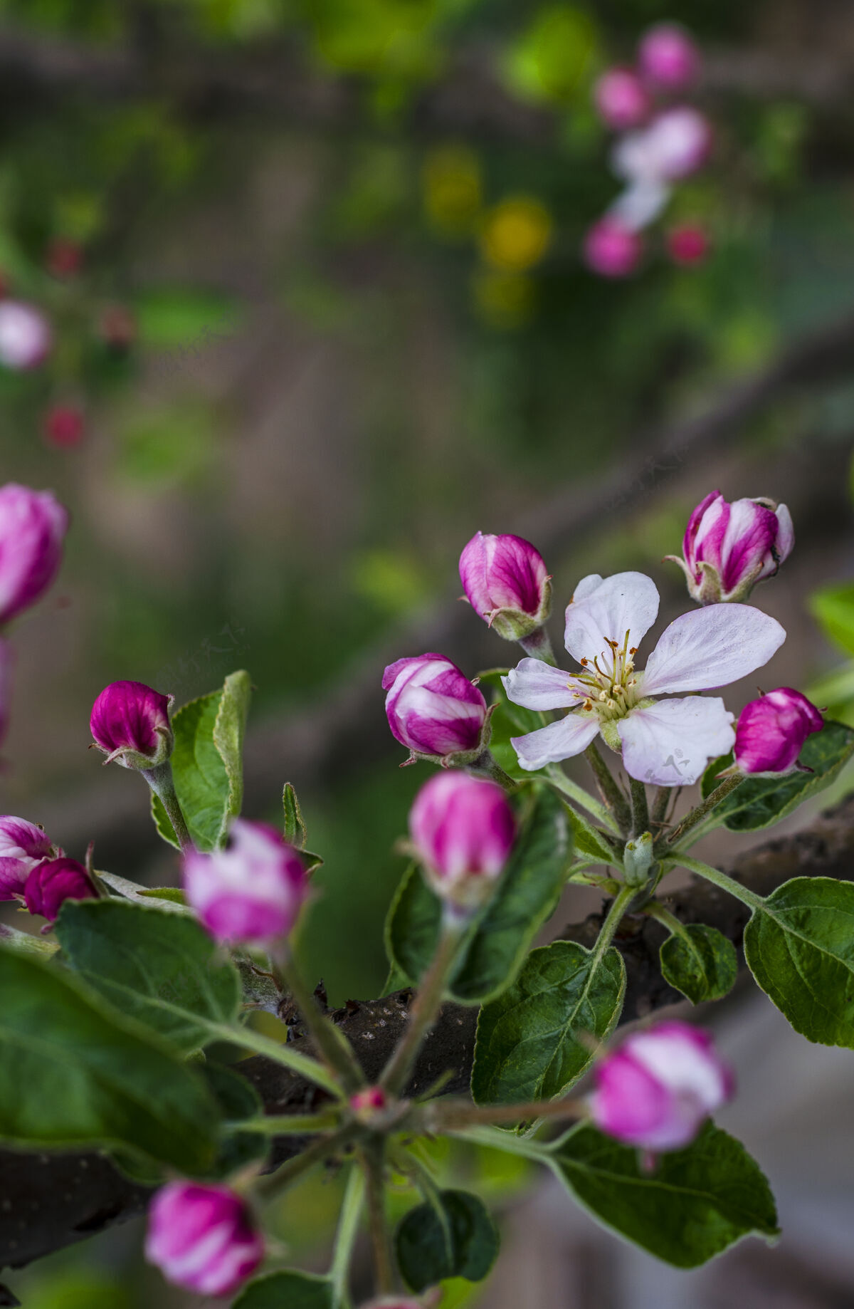 植物学春天 苹果树的枝头开花了美丽园艺细节