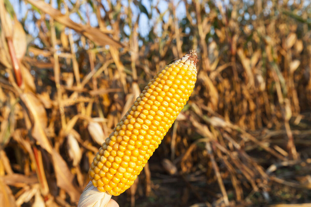 季节成熟的玉米秸秆在农田里秋天的季节收获光明叶子