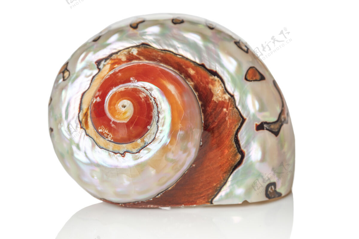 单一的对象白色背景上孤立的棕色贝壳单一的海洋贝壳