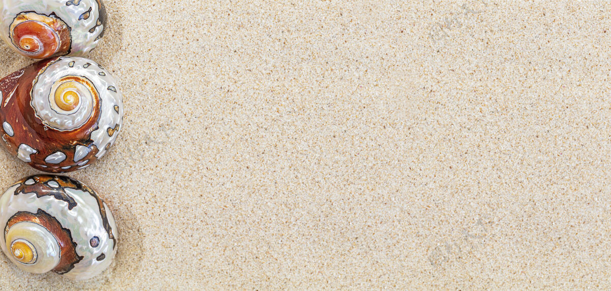 夏季棕色的贝壳鹦鹉螺在干净的白色沙滩上 复制空间 俯视图 横幅放松海洋纹理