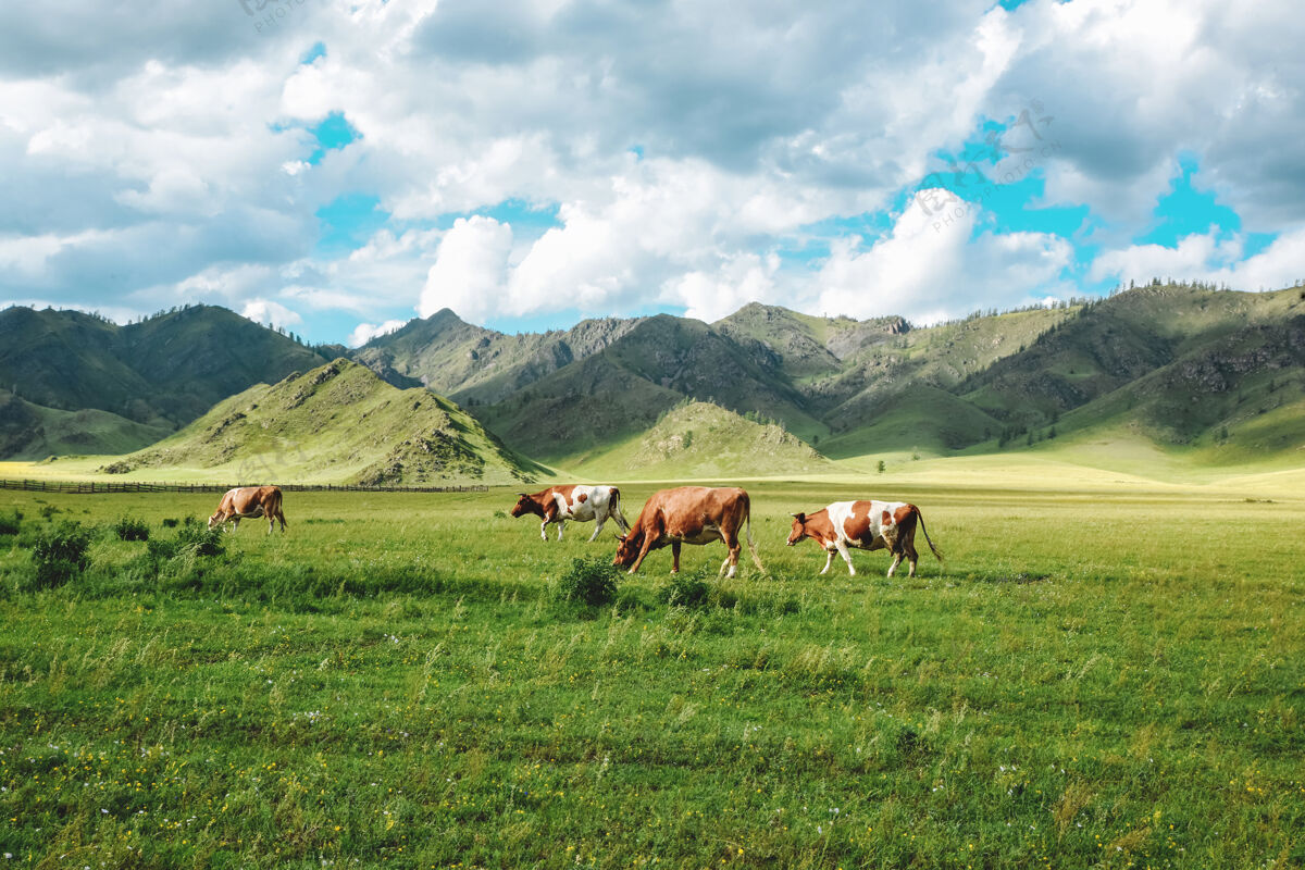 牧场田园诗般的夏季牧场景观 山上有奶牛农场田地奶牛