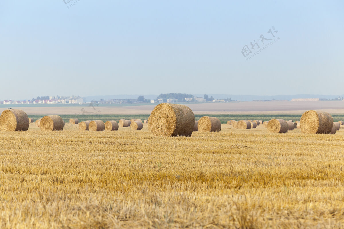 田地在这片农田上收割谷类 小麦堆充分广场