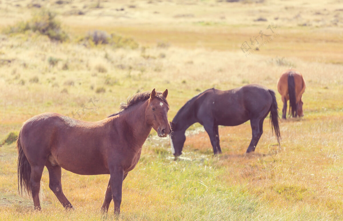 移动马群在南美智利的牧场上奔跑马术海岸马