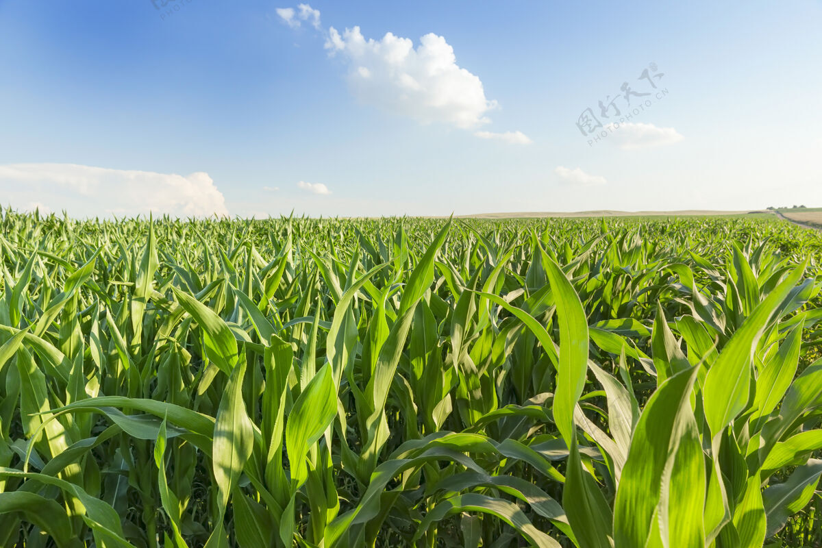 作物生长着未成熟玉米作物的农田 特写花园自然能源
