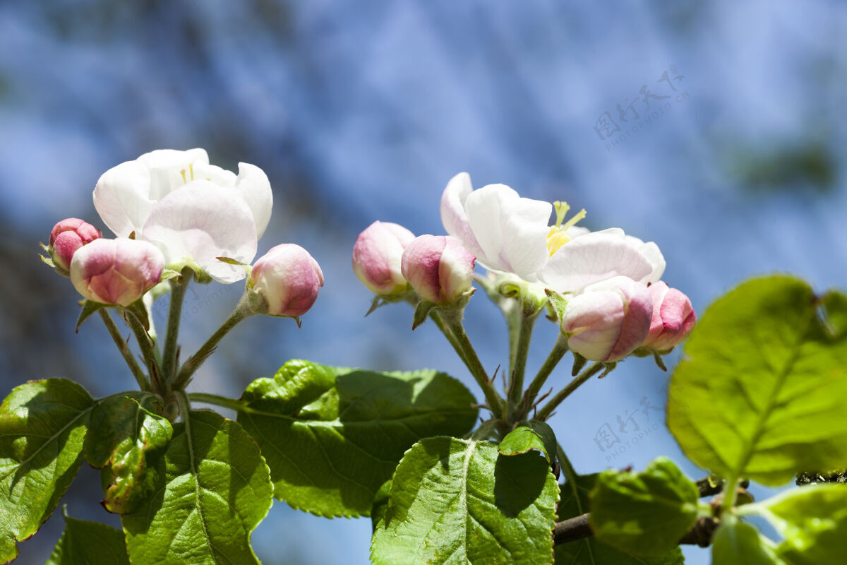 花蕾花园里盛开苹果树果实的花朵 春天果园水果白色