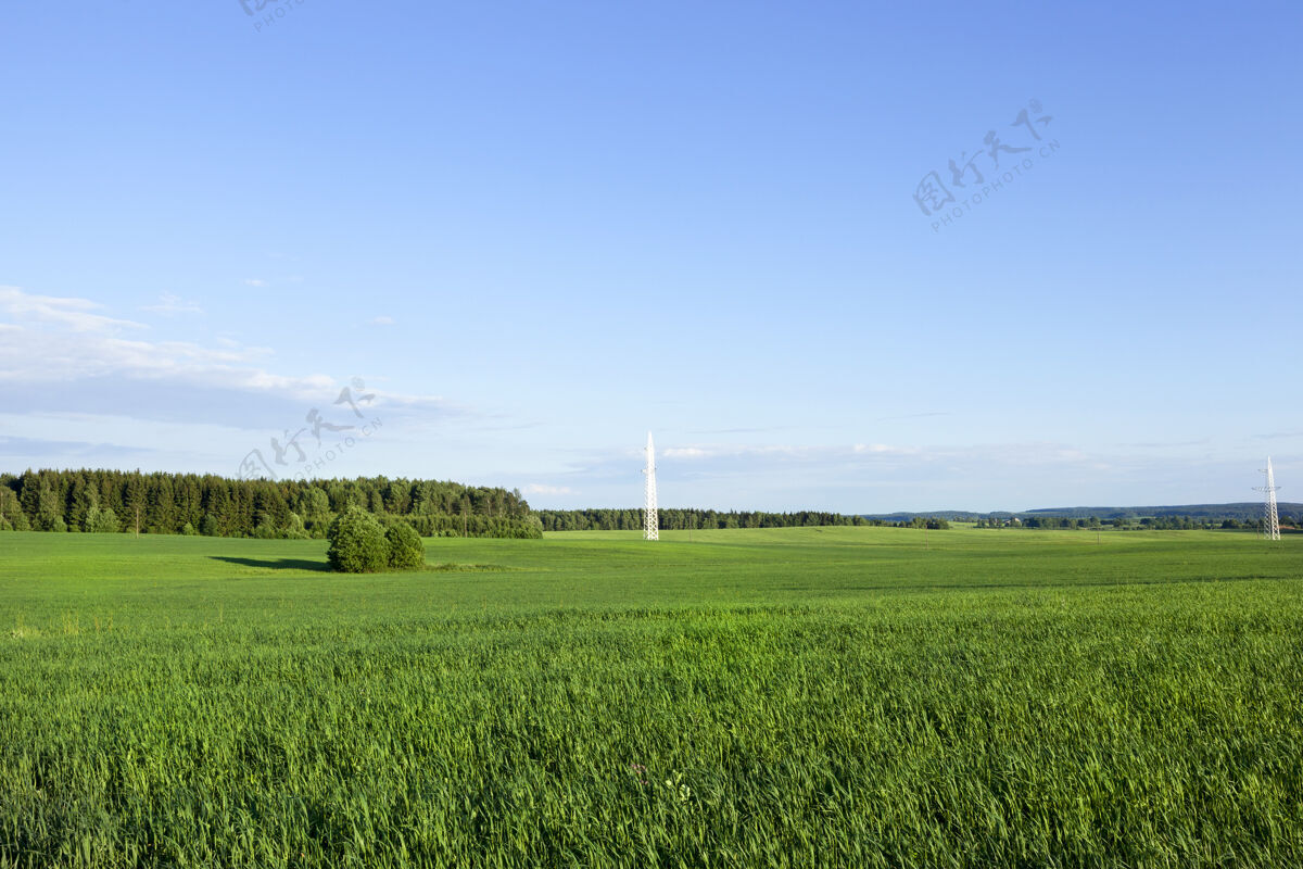 环境夏天的景色 农田上长满了草 晴天里的蓝天和高压电线杆草自然载体