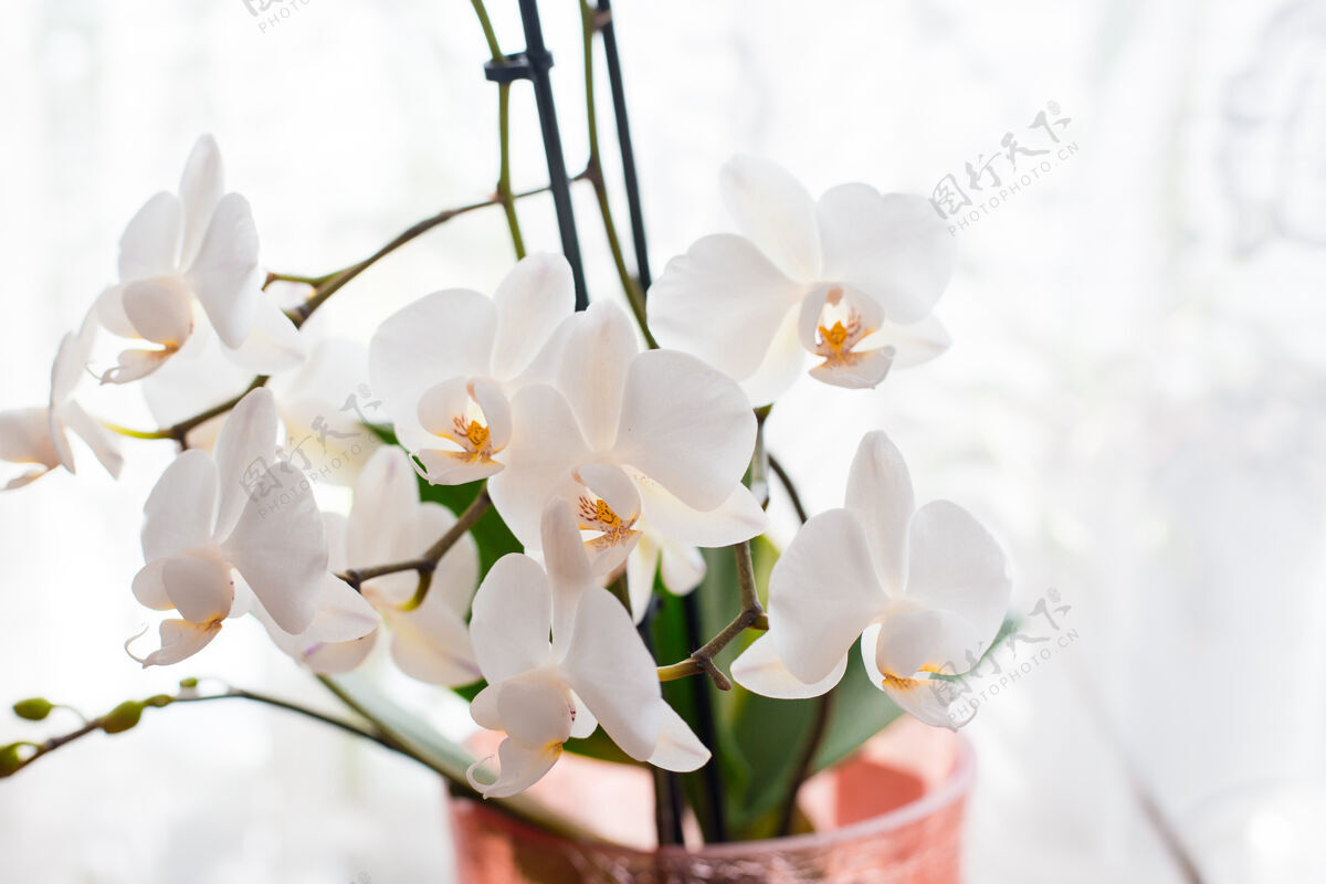 分支白色兰花孤立柔软可爱的花朵被认为是一种艺术构图 蝴蝶兰花 文字的地方花园花盆花
