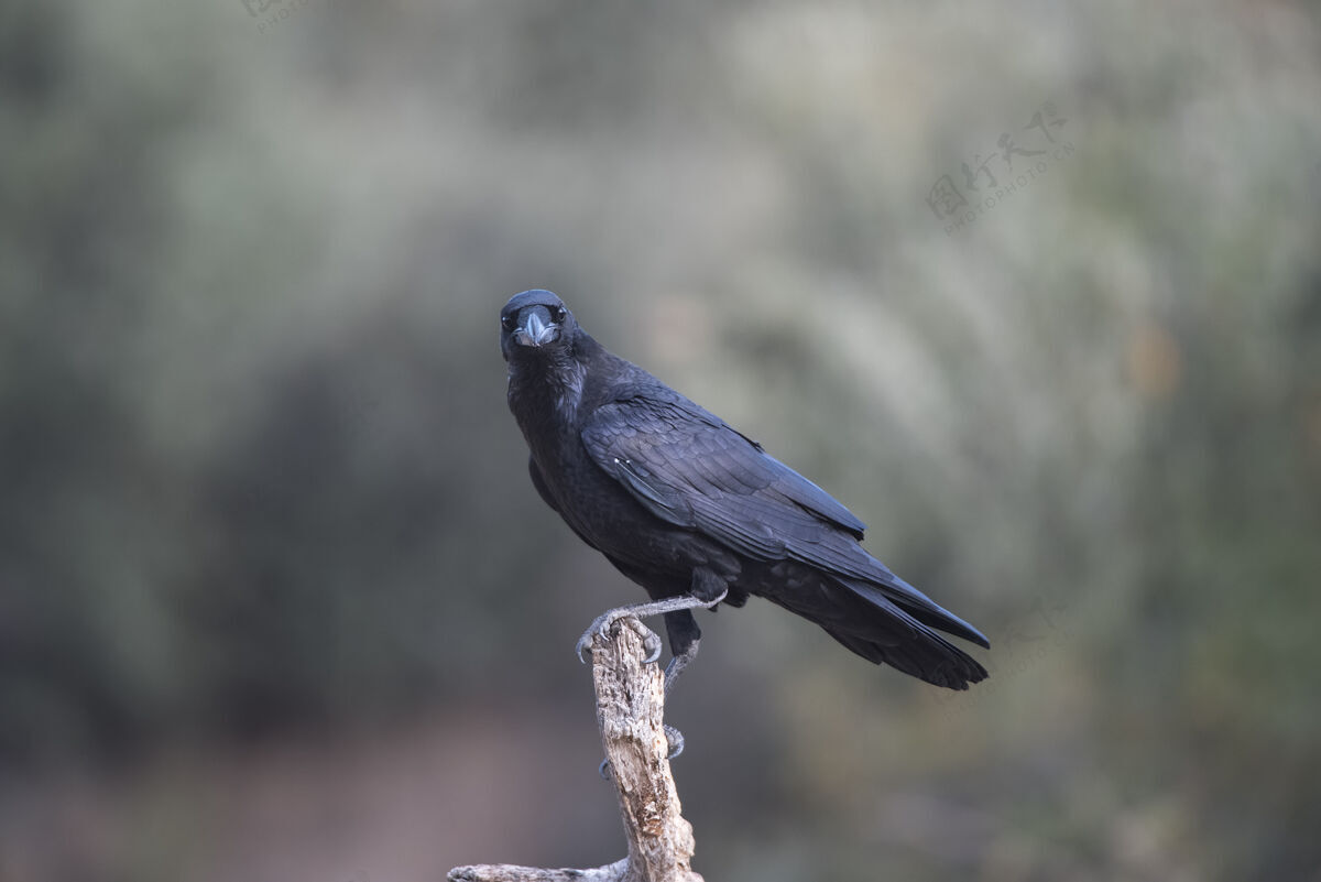 黑暗乌鸦栖息在树枝上乌鸦山黑鸟
