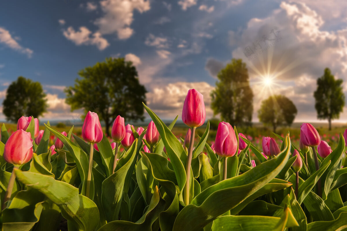 草地春天的风景以美丽的郁金香花和雄伟的日落景色 选择性的聚焦云白天郁金香