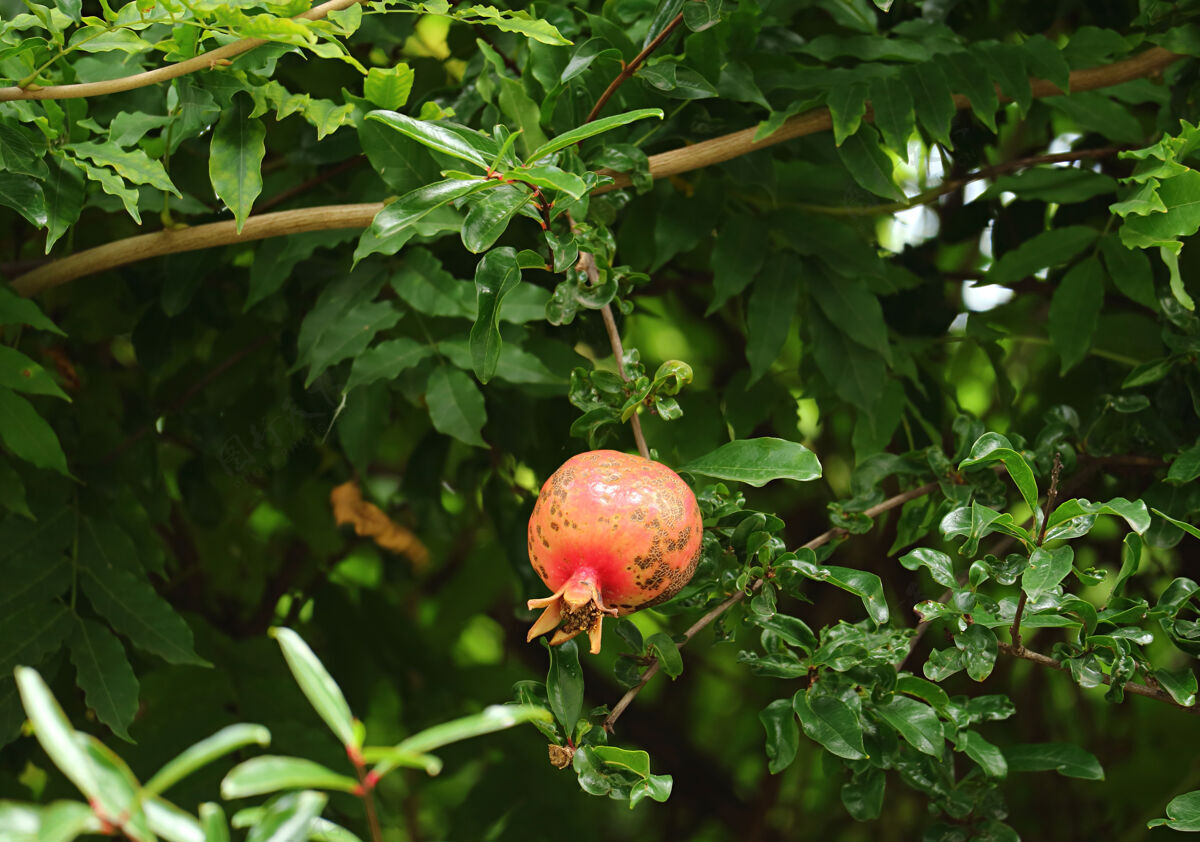 果汁一颗红石榴在绿叶中生长石榴矿物树叶