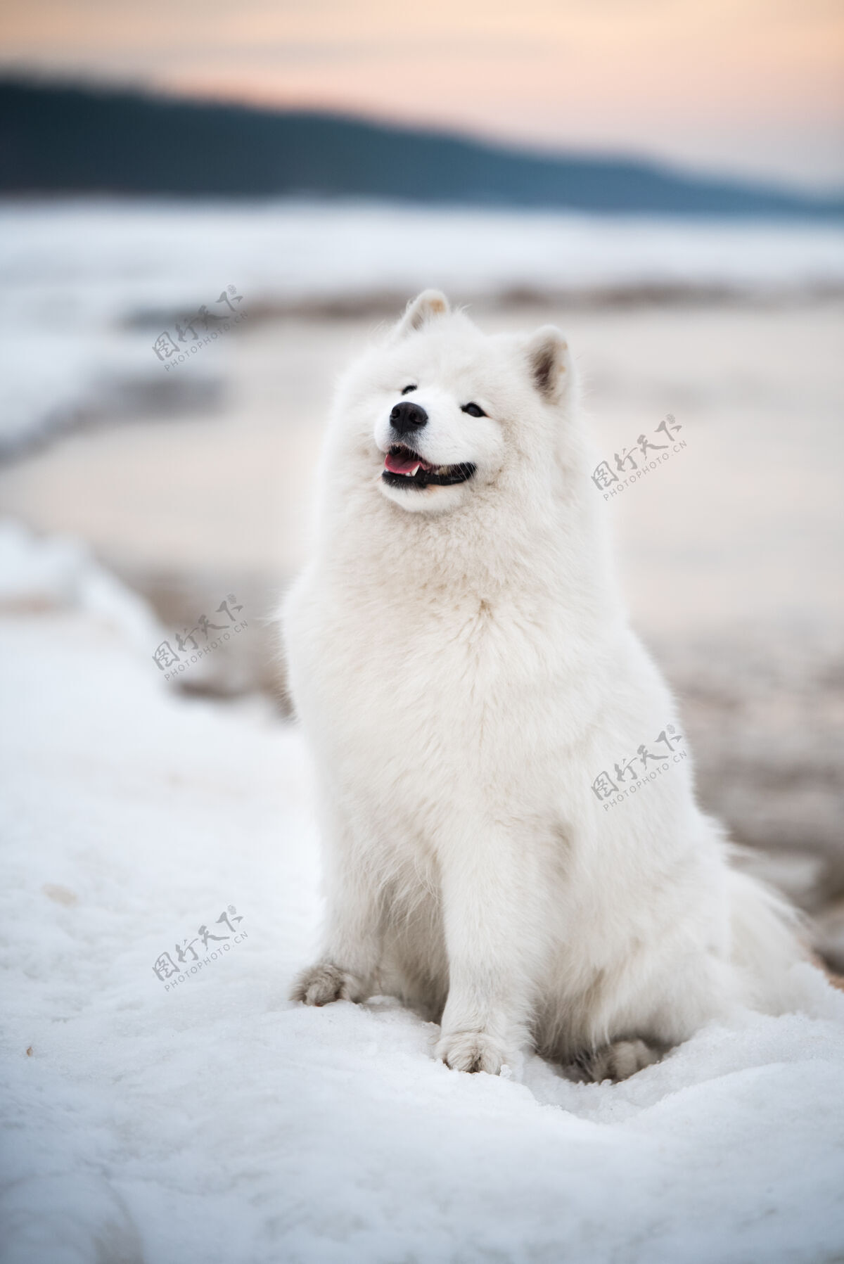 森林萨莫耶德白色的狗是在雪索尔克拉斯蒂海滩在拉脱维亚雪毛皮玩