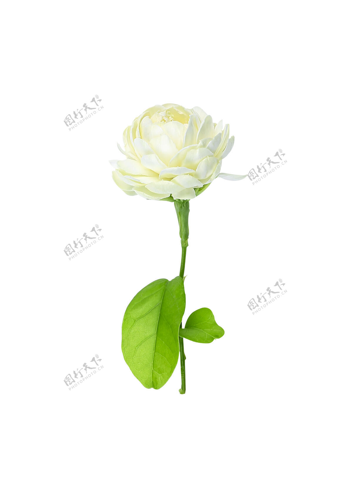 香水白色背景上的茉莉花草本叶花
