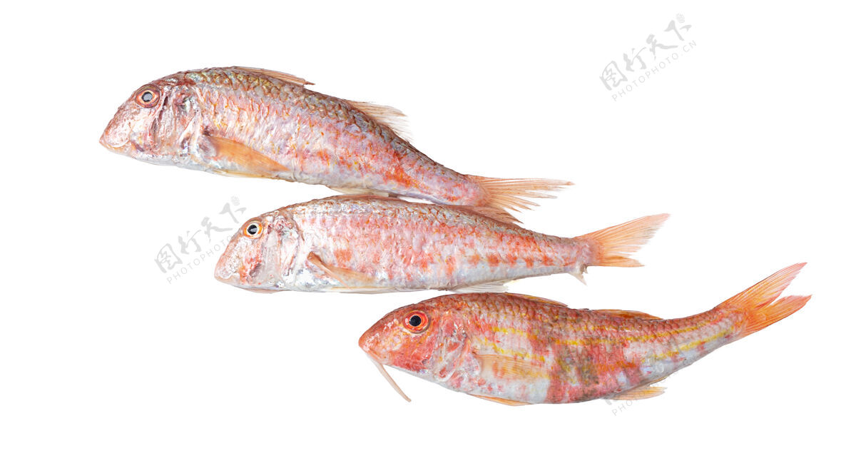 烹饪三条鲜红的鲻鱼在白色的水面上海洋膳食生