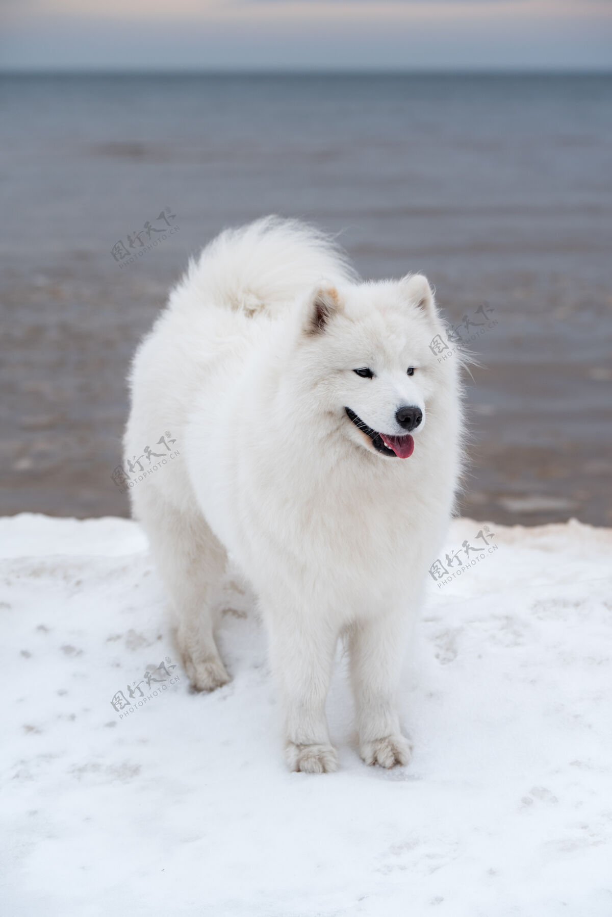 纯种萨莫耶德白色的狗是雪索尔克拉斯蒂海滩白色沙丘在拉脱维亚宠物白色自然