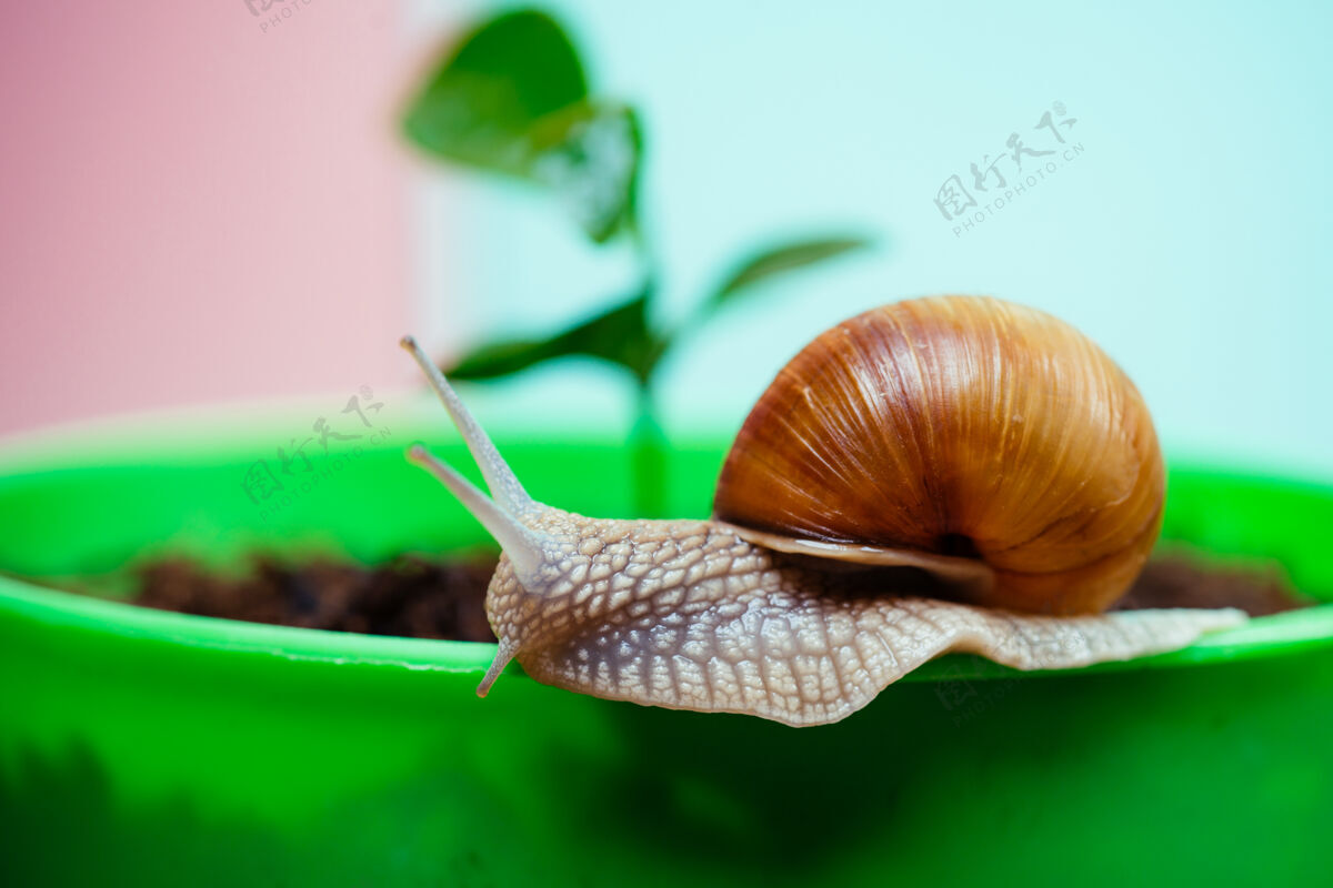 清洁可爱的蜗牛接近绿色天然植物真可爱蜗牛关向上小植物锅里有壳或蜗牛的黏液壶可爱的宠物健康