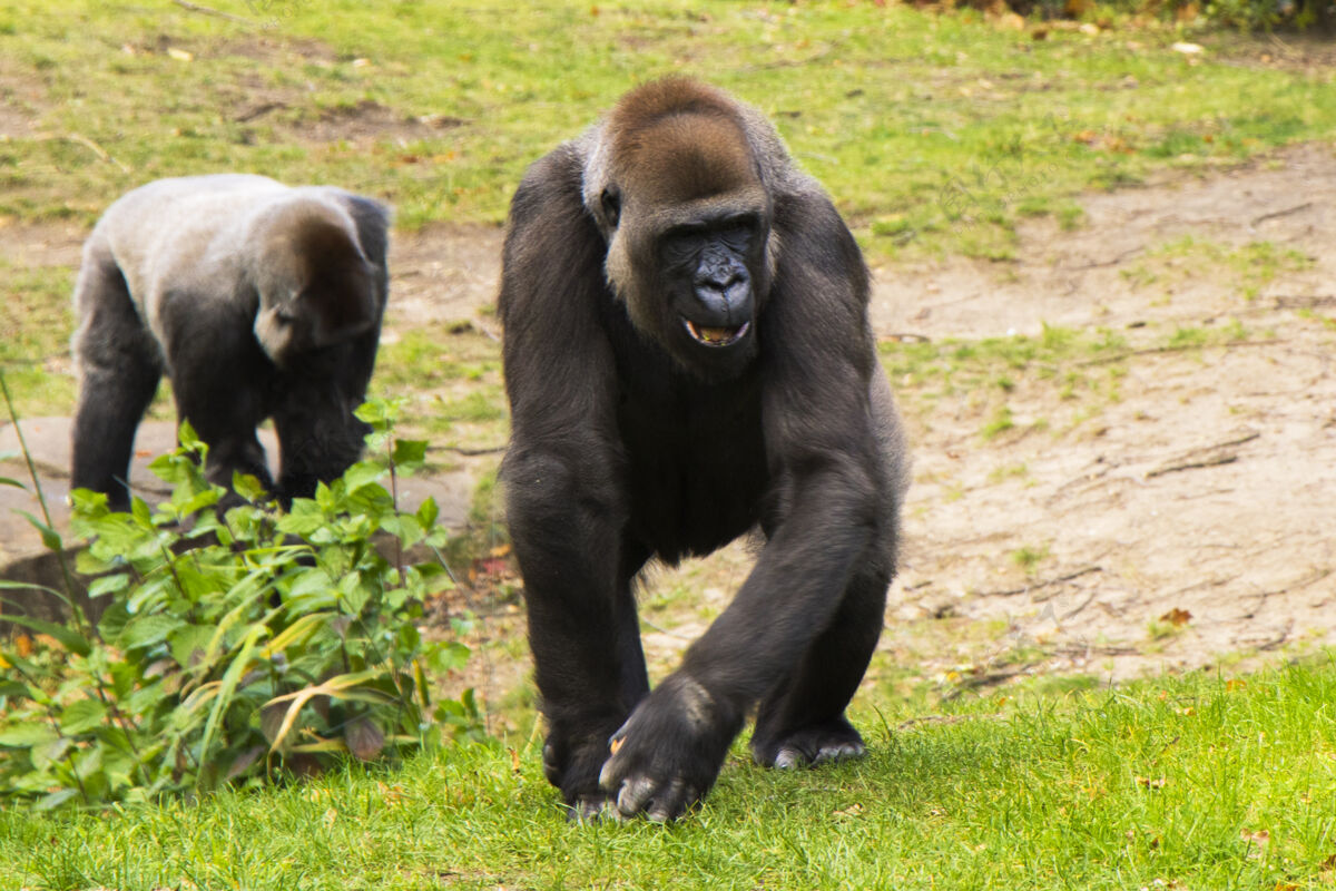 白天动物园里的大猩猩 野生动物的场景 绿草上的哺乳动物濒危坐着圈养动物