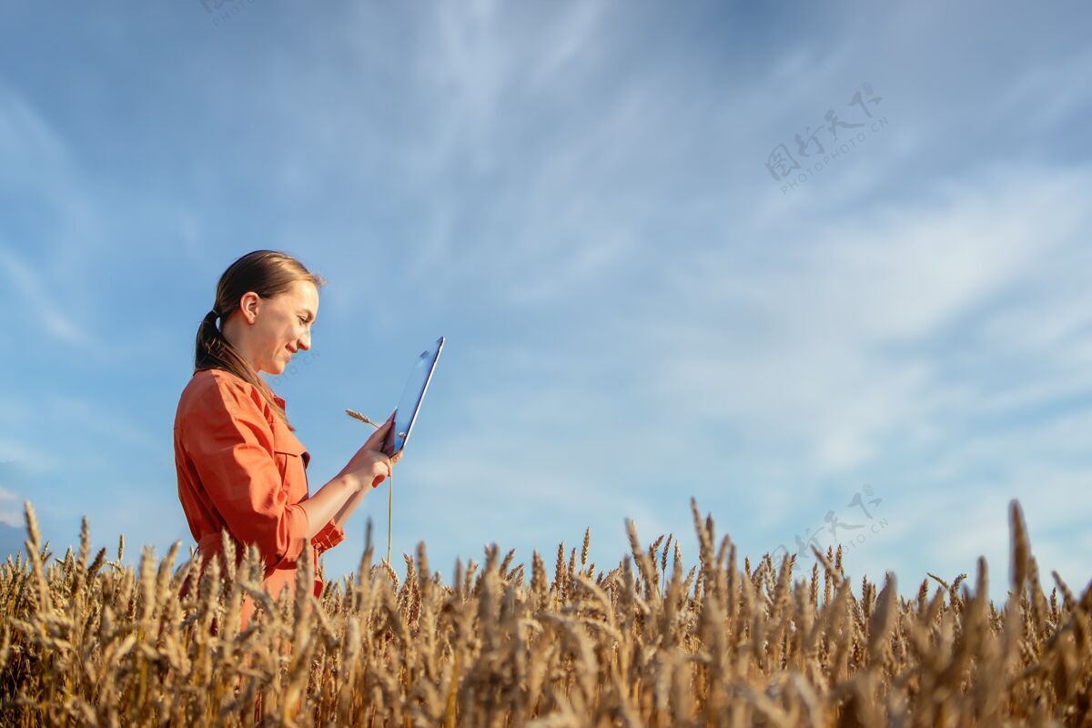 谷物使用触摸板检测小麦品质的农场田间农艺师站在麦田里用平板电脑日落检查植物