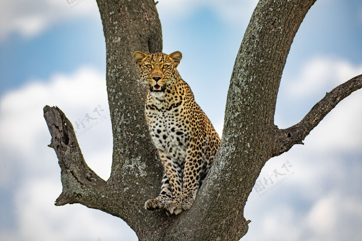 塞伦盖蒂树上的豹子哺乳动物捕食者猫