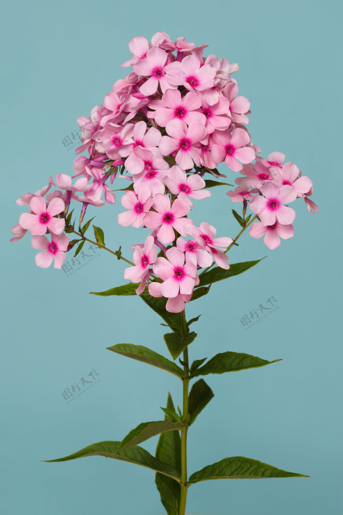 花在绿松石色背景上分离的粉红色福禄考的花序灌木花序明亮