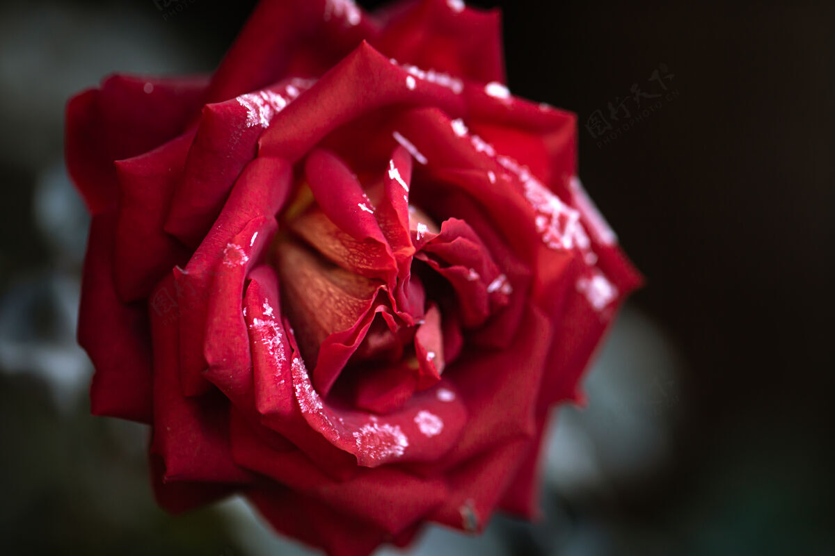 盛开在一个寒冷的清晨 红玫瑰上结满了霜白霜花瓣水晶