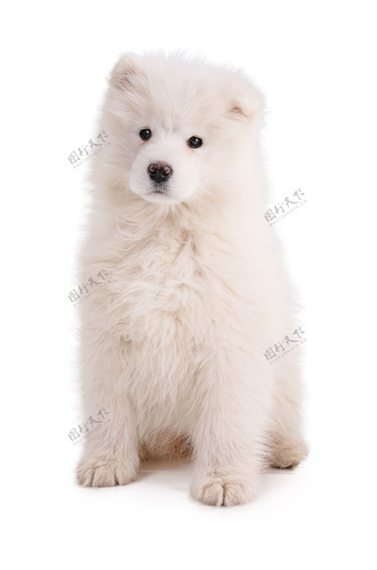 室内白墙上一只小狗的画像狗宠物模切