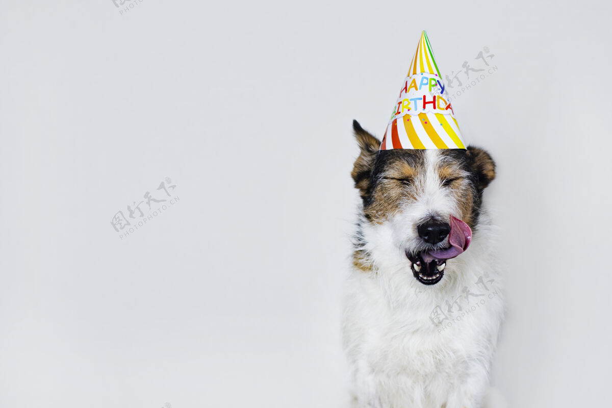 漂亮一只戴着帽子的白色背景的有趣的狗 生日快乐一只宠物在树上舔嘴唇假日.copy空间积极快乐生日