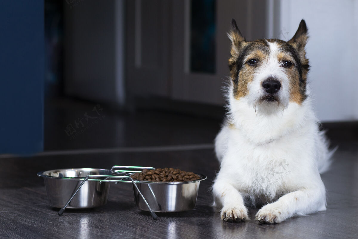 饮食一只狗的肖像 狗躺在他那碗干粮旁边 严肃回家看看宠物在家吃东西护理蓬松爱