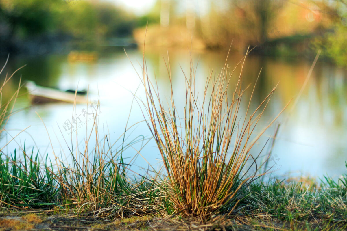 草药河岸上长着一丛草池塘春天心情景观环境水