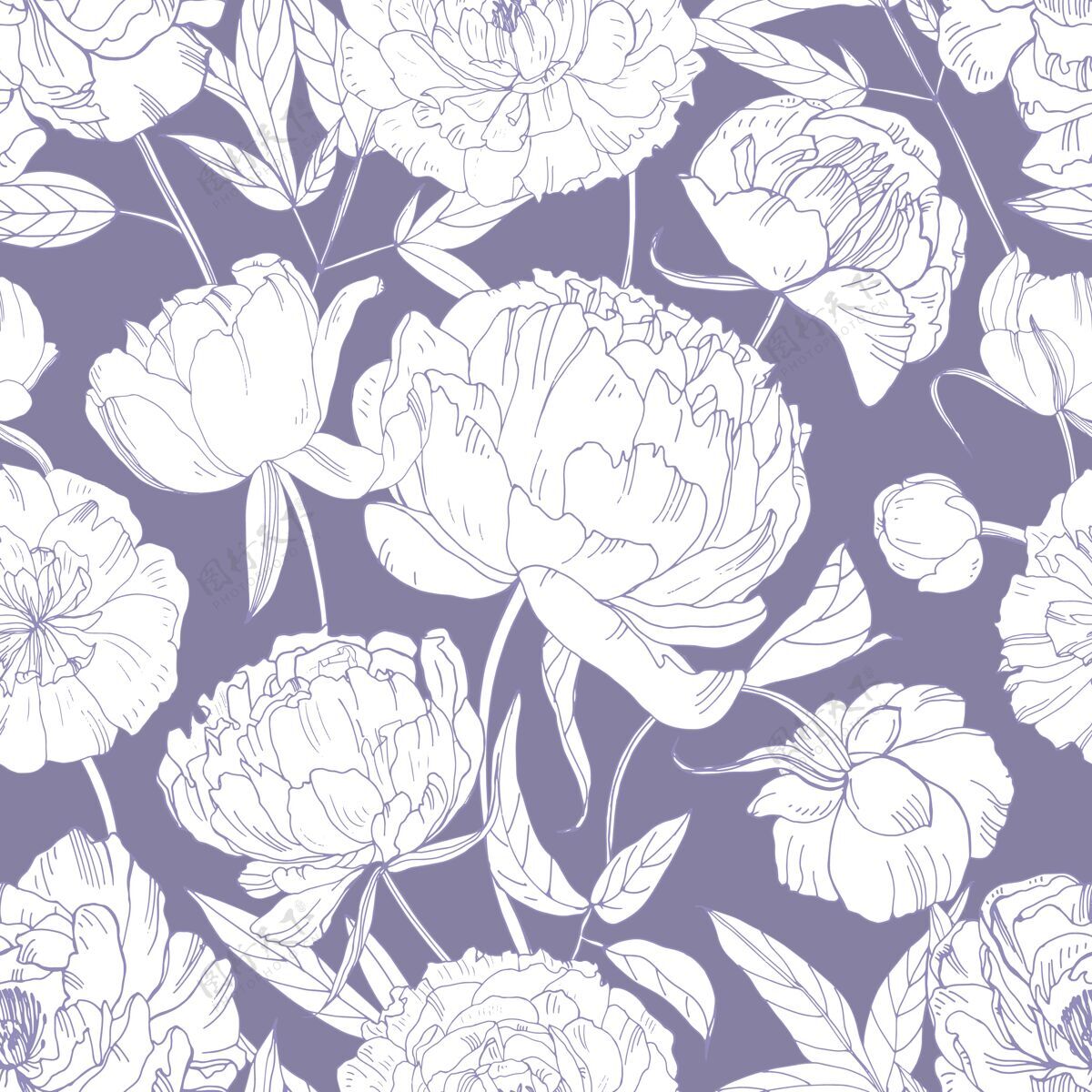 嫩嫩植物的无缝模式与温柔的牡丹花手工绘制的轮廓线在紫色的背景背景花卉开花