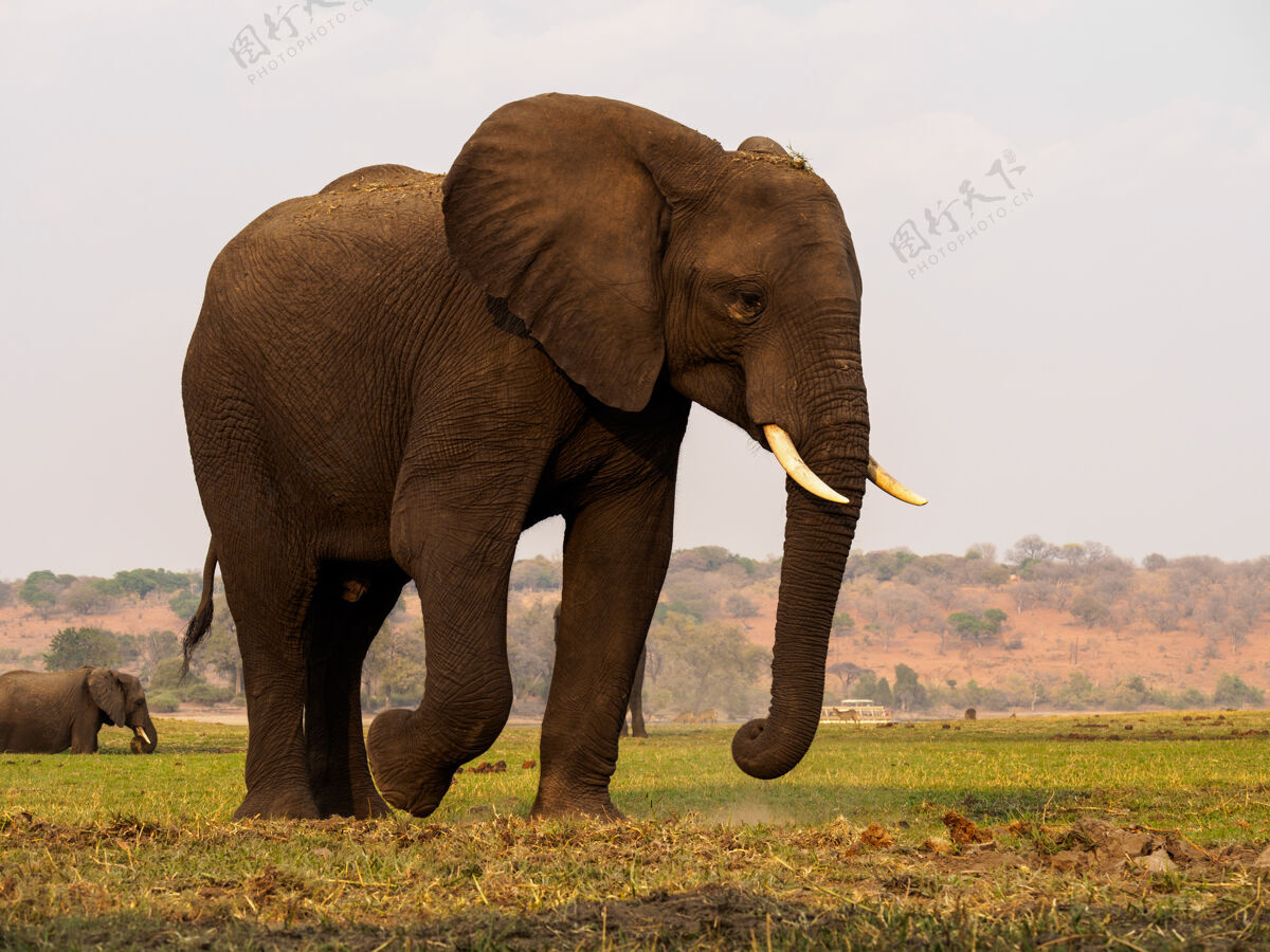 塞伦盖蒂非洲的一群大象在塔兰吉尔国家公园的草地上行走图斯克公园条纹