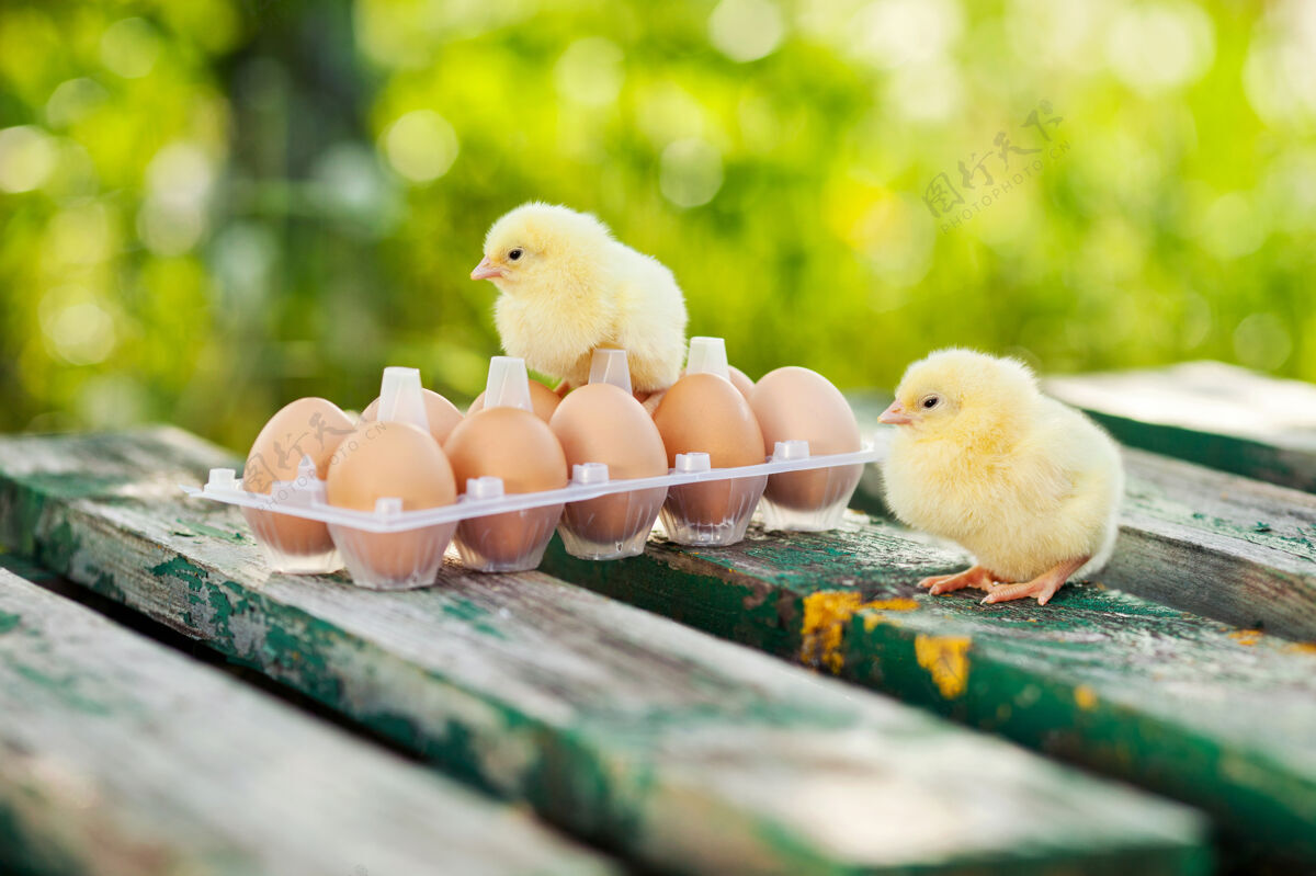 鸡小鸡和鸡蛋放在木桌上复活节小鸟巢