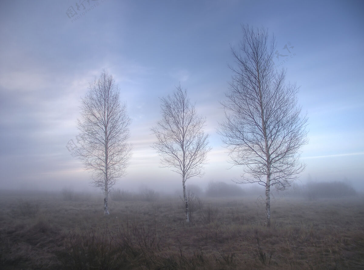 浓密春天的清晨 三棵桦树在雾中乡村秋天平静