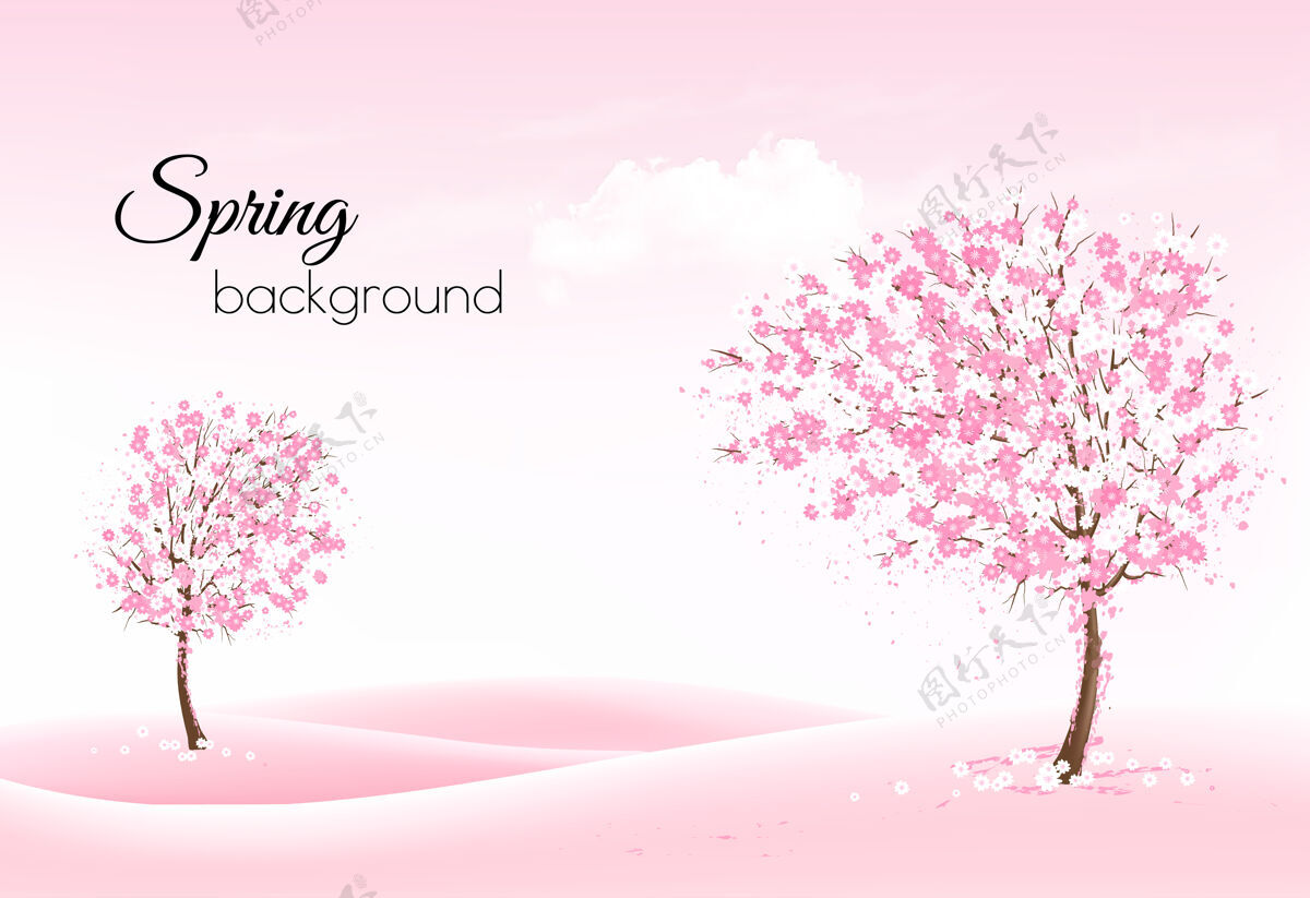 白色美丽的春天的自然背景与一个盛开的树木和景观树日本花