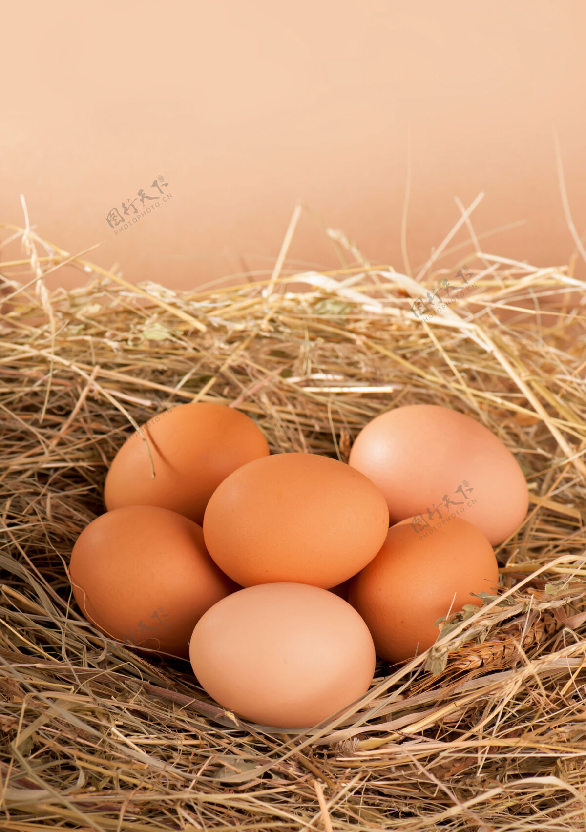 颜色窝里有一堆棕色的蛋传统新鲜鸟类