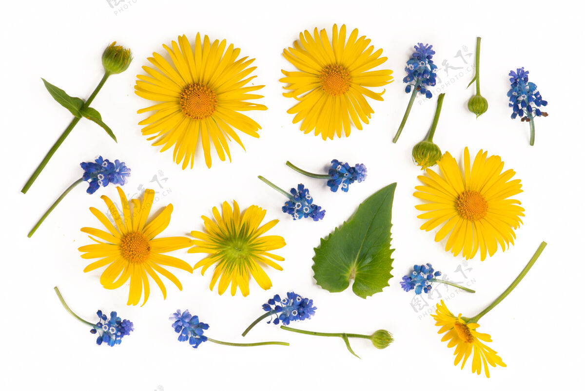 五月花合成.圆形黄色和蓝色的花做成的框架 白色背景上的桉树枝花瓣洋红园艺