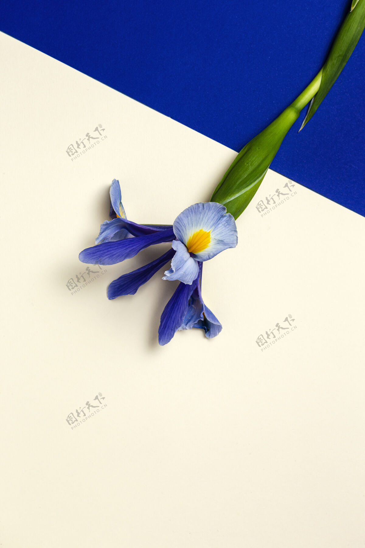开花一束蓝色百合花日耳曼语虹膜扁平躺下蓝色春天顶视图