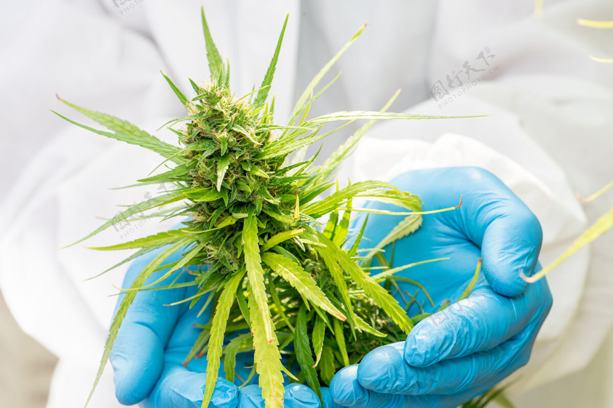 草药医用大麻是在大麻花收获前概念的草本替代药物 cbd石油 在温室医药行业石油芽大麻