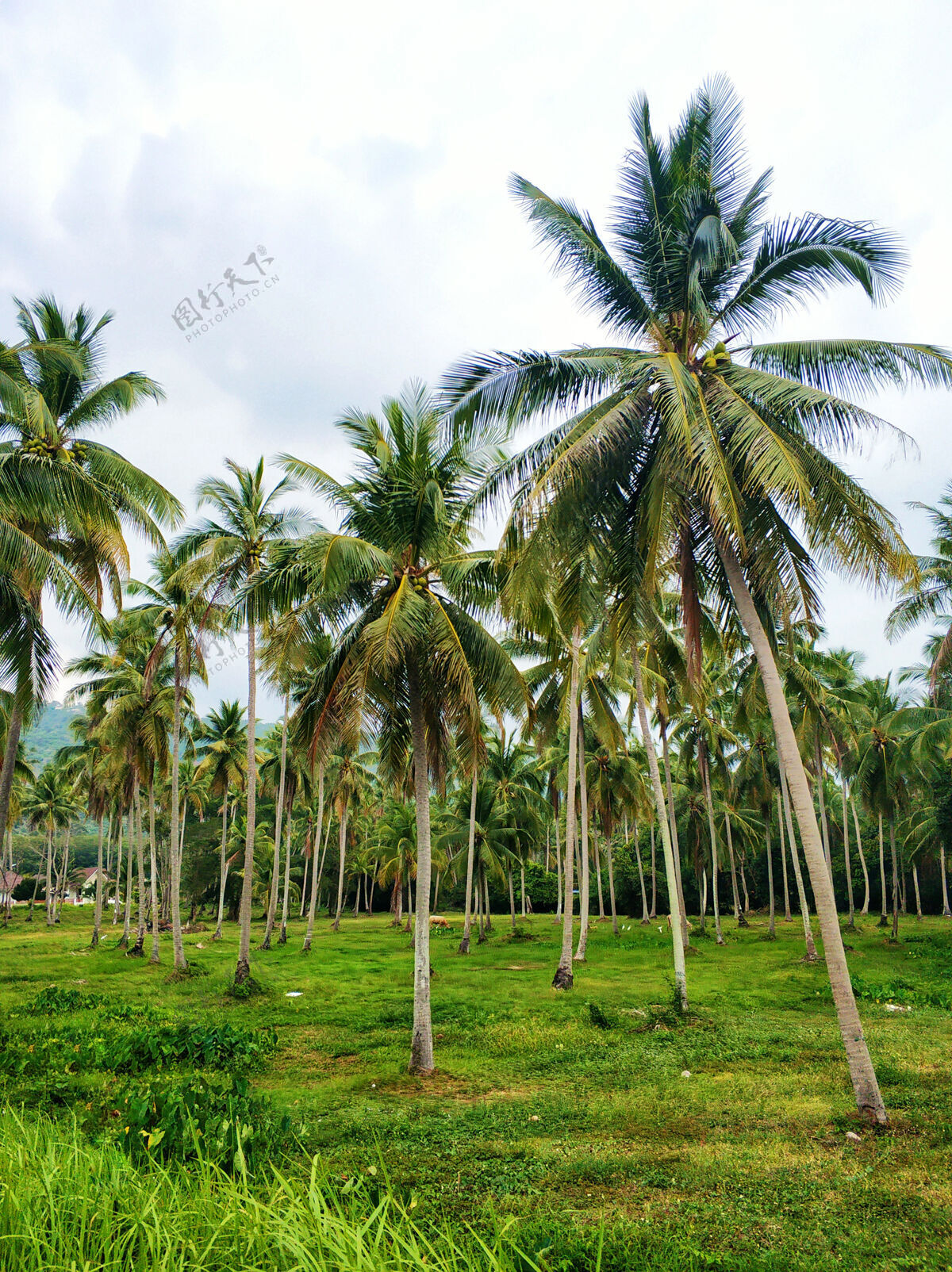 热带热带自然景观棕榈林和蓝天种植园椰子雨林