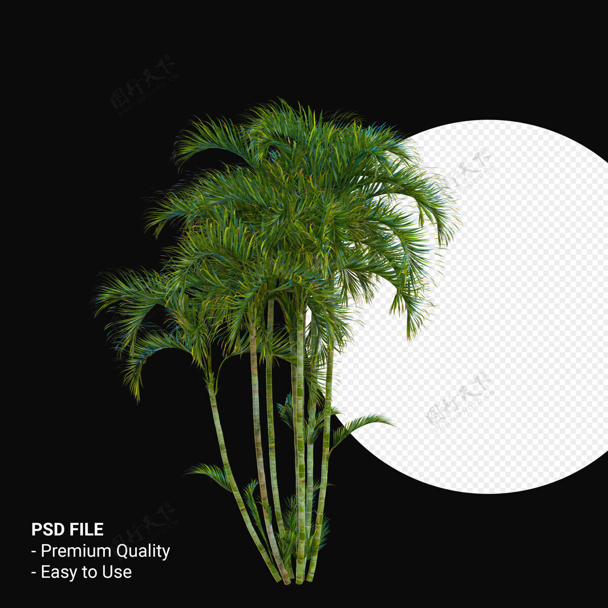 树黄花菊3d渲染隔离棕榈绿化渲染
