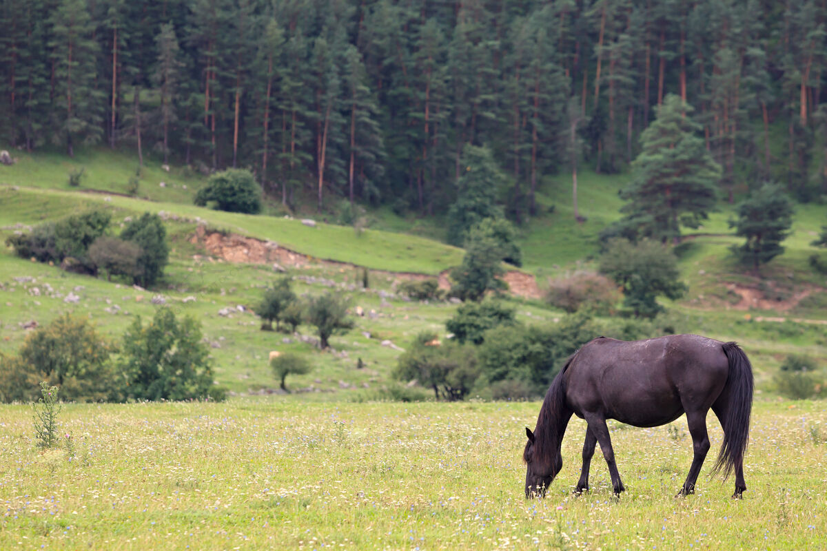 草森林里的高山牧场供马吃山谷森林野生