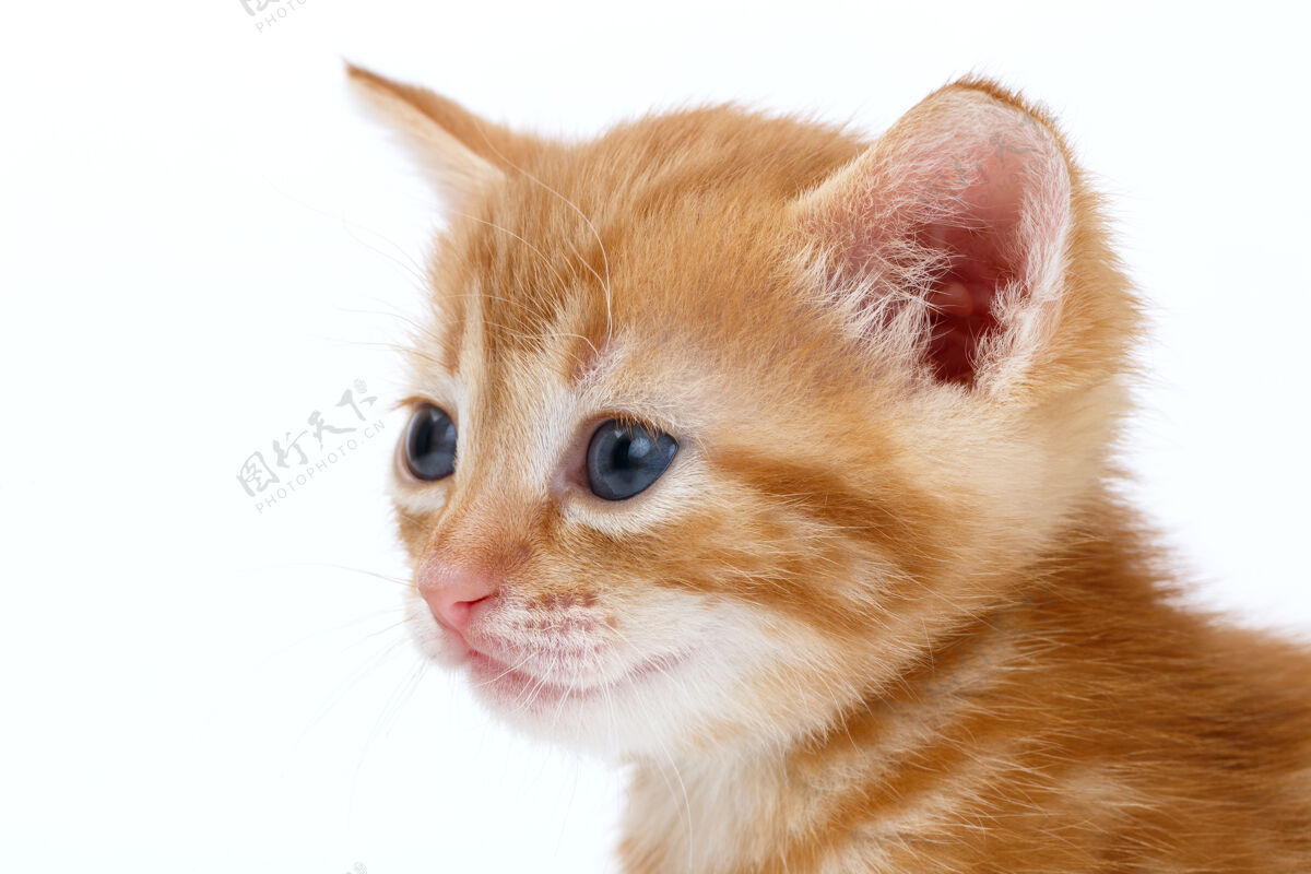 可爱白色表面上有赤褐色条纹的小猫肖像年轻动物