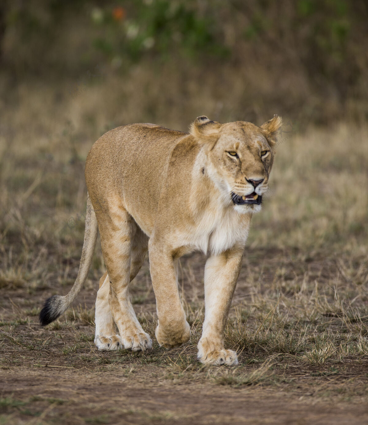 大自然狮子座萨凡纳国家肯尼亚坦桑尼亚公园马赛先生塞伦盖蒂.!大自然 动物 狮子 野生动物 动物群 捕食者