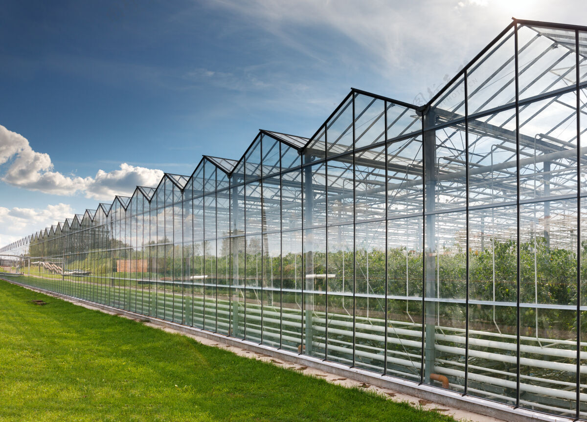 塑料种植西红柿的大玻璃温室农作物建筑农业