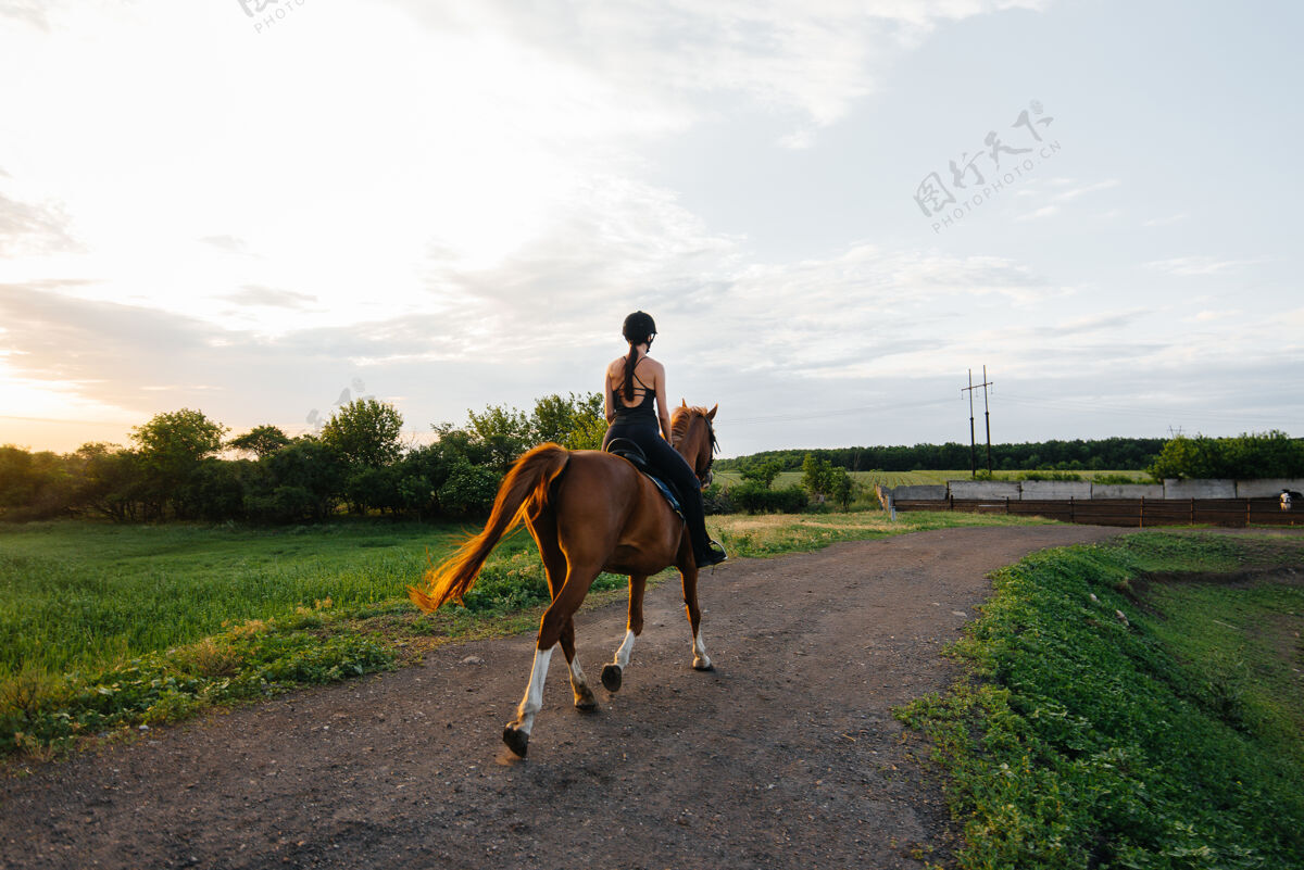 马一个年轻漂亮的女骑师骑着一匹纯种种马在日落时分骑马马术运动 骑马女人女骑手路缘
